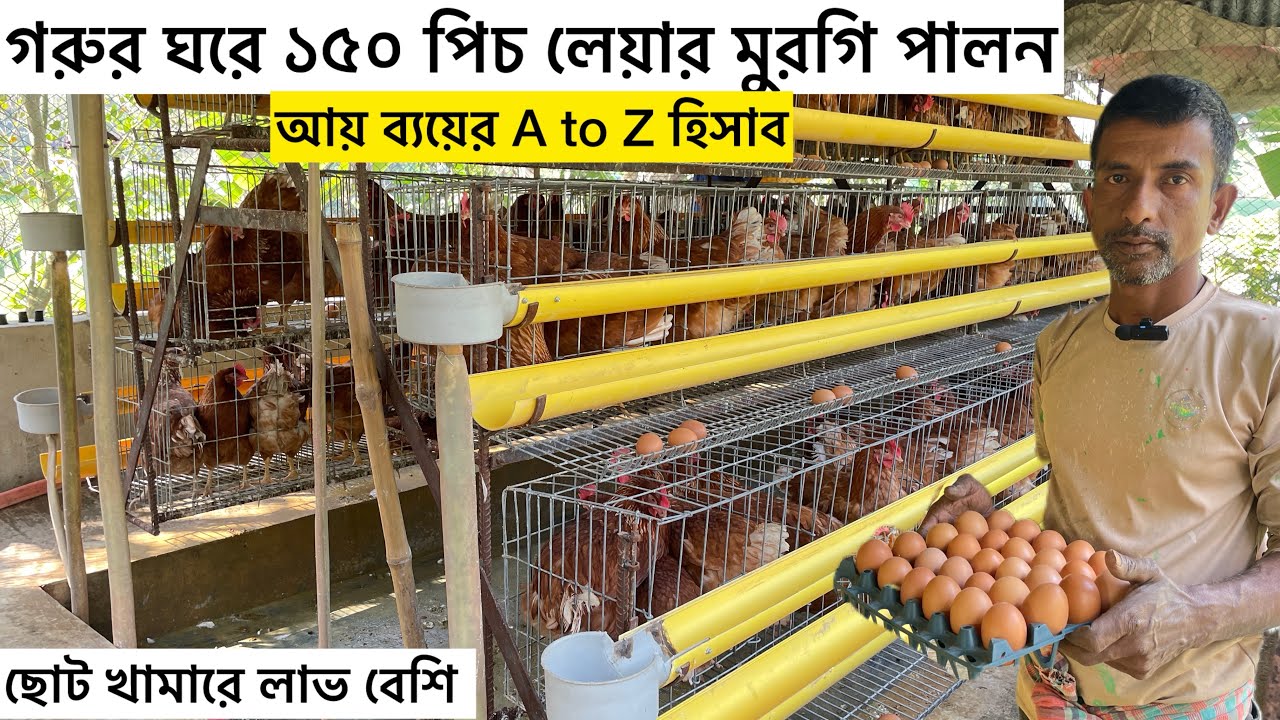 ১৫০ পিচ লেয়ার মুরগি পালন আয় ব‍্যয়ের হিসাব | layer poultry farm new video | small layer murgi farm 