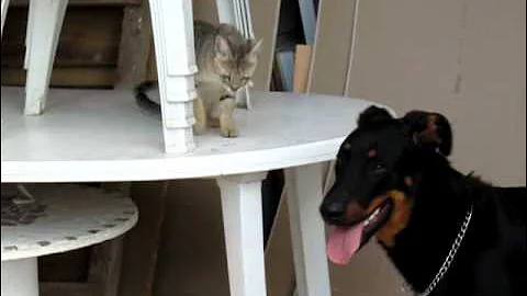 Watch the video about Eden chausie VS eros beauceron