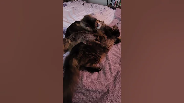 Watch the video about Maine Coon/Forest Cat Brothers 🥰 #cat