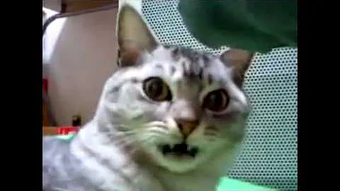 飼い主の足の臭いを嗅ぐ猫達2 Mp3