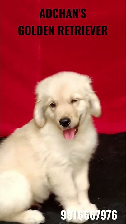 Golden retriever puppies for sale tallahassee