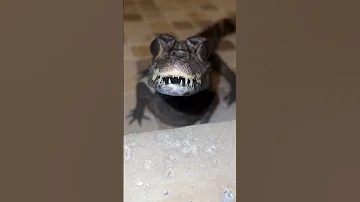 Smooth Front Caiman In The Shower 