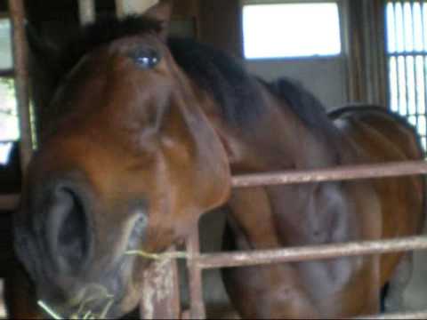 馬の動画 でらかわいい Http Www M Telebee Jp Horse Summit Youtube