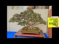 ③ 27th SAIFU TEN: SATSUKI AZALEA BONSAI EXHIBITHION・第27回彩風展　皐月盆栽展示　2022