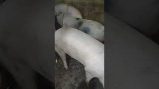 Молодой кабан выявляет свинок в охоте