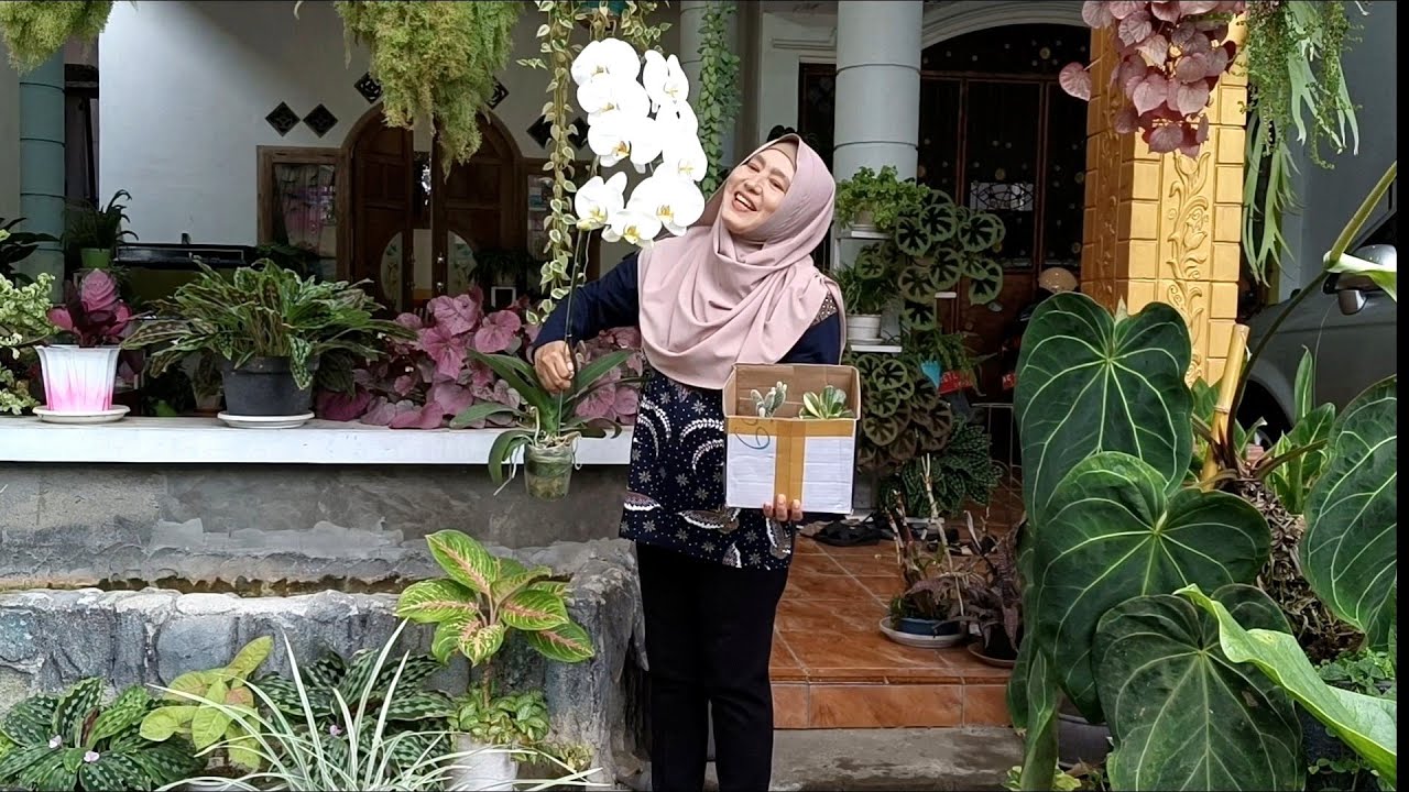 Наконец, разделенная орхидея