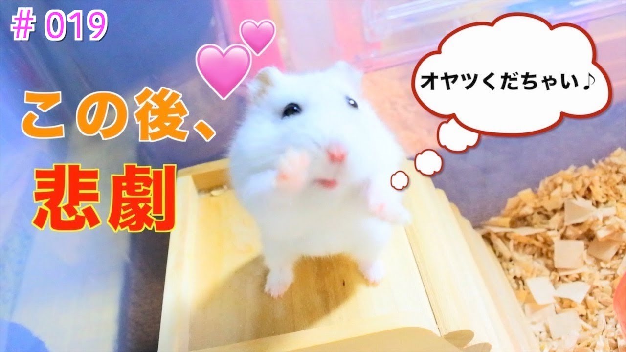 アピールするハムスターに悲劇が おもしろ可愛いハムスター アピールするハムスターに悲劇が おもしろ可愛いハムスター