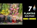 7 Plantas para atraer Hadas y Duendes