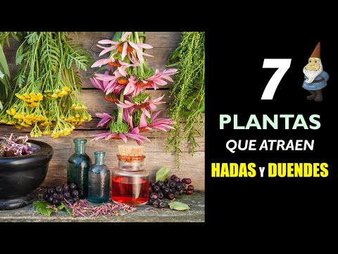 Video: Ideas de plantas para un jardín de hadas: plantas que atraen a las hadas al jardín