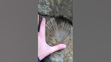 Huge Imprint of a prehistoric clam! Has to be millions of years old. Or 6,000.. #clam #oregon #beac
