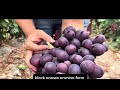 Fresh Grape Harvest – Nature’s Pure Sweetness 🍇#GrapeHarvest#VineyardLife#FruitPicking#SweetGrapes
