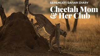 Serengeti Safari Diary: Cheetah Mom and Her Cubs