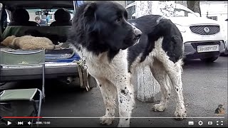 АЛАБАЙ ГИГАНТ - ЧОЛЬ БАРЫС. Среднеазиатская овчарка.Odessa. АЛАБАЙ ГИГАНТ - ЧОЛЬ БАРЫС. Среднеазиатская овчарка.Odessa.