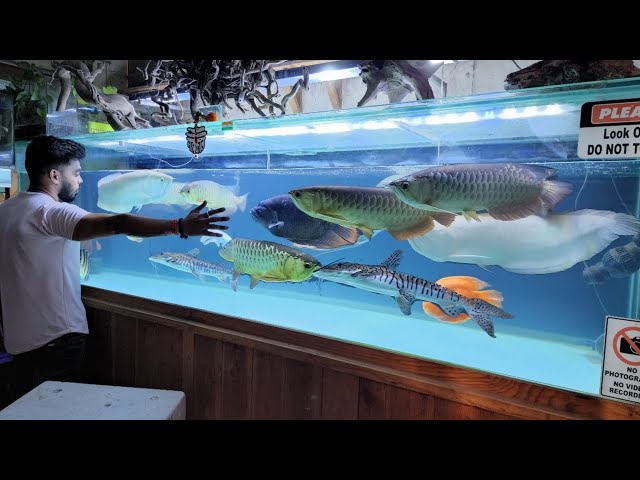Biggest Fish Tank in Indian Fish Shop 
