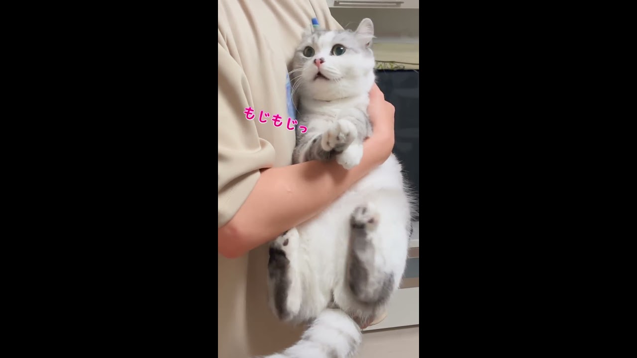 現代のぐうわ２〈動物編〉　わらう動物 キボウちゃんの少女みたいな表情たまらん🐨✨🥰 20250712