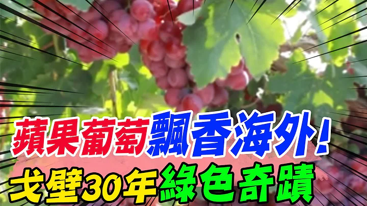 "帶路"看新疆!戈壁荒漠30年治沙築綠色長城 "一代接著一代幹"花果飄香遠銷歐洲 @CtiTv - 天天要聞