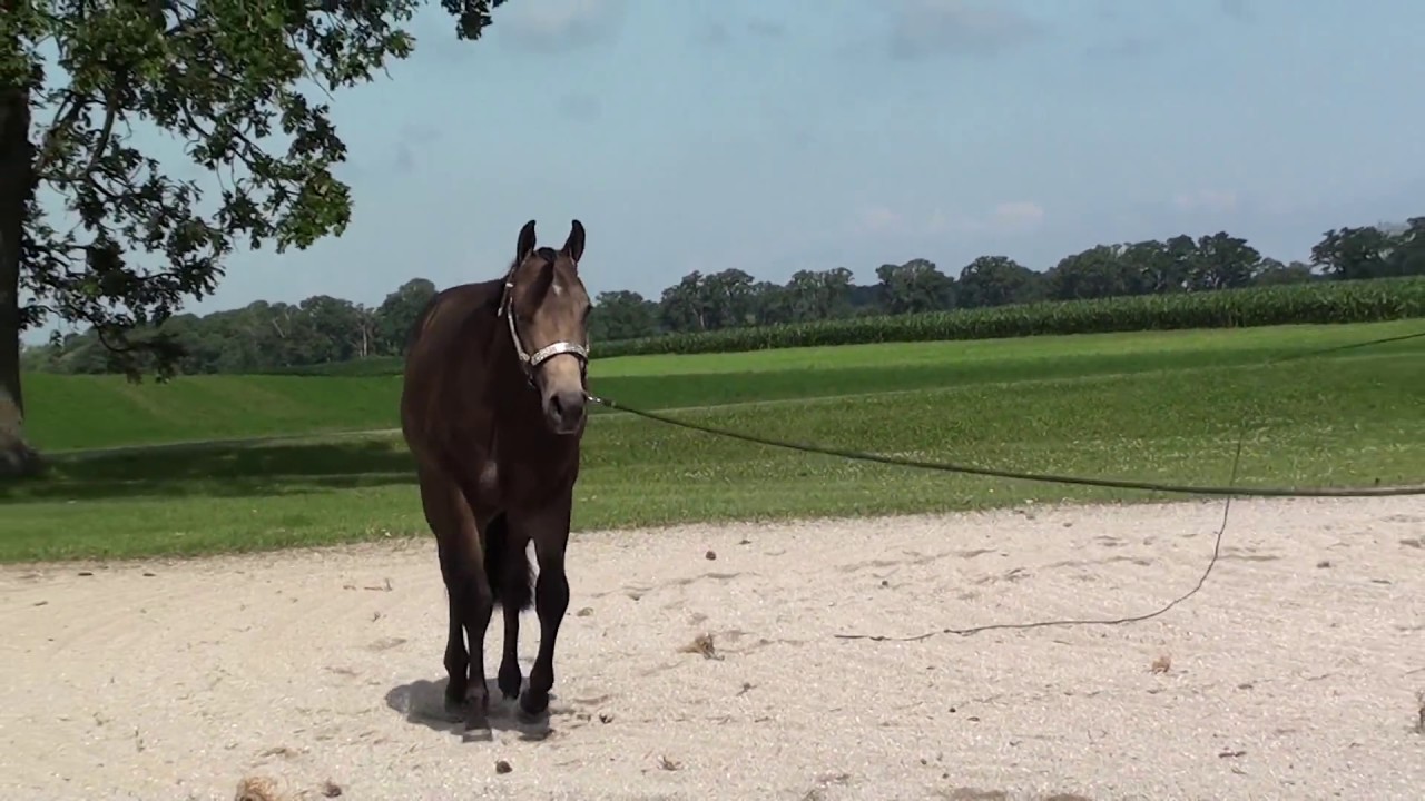 Famous Skippa Zip 2016 AQHA Buckskin Gelding YouTube