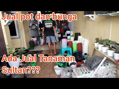 Video: Hovea Bunga Tropis: Perawatan Di Rumah