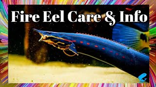 Fire Eel Care and Information  Mastacembelus erythrotaenia