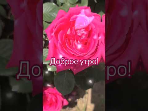 Доброе утро чудесного дня! #flowers #доброеутро #шортс #подпишись #цветы #