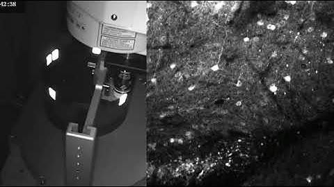 Calcium imaging in an awake and behaving mouse