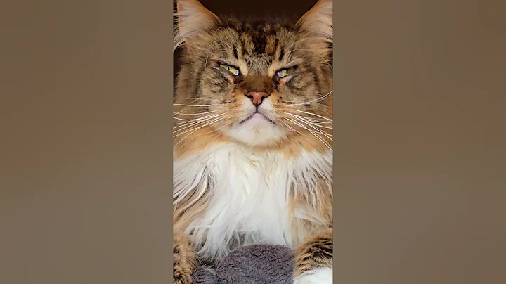 Video 11377931: coon mainecoon cat gato, mains coon cat mainecoon, beautiful mainecoon cat