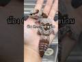 #fattailedgecko #gecko #fattailgecko #reptiles #ตุ๊กแกหางอ้วน #ตุ๊กแก