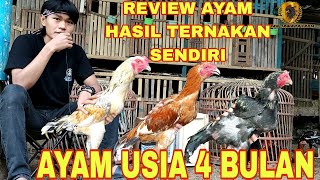 Review Koleksi Ay4m Bangk0k Usia 4 Bulan Kandang RJF Official Cianjur screenshot 1