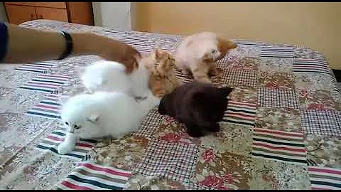 Watch the video about Persian Kittens playing | Persian kittens for sale