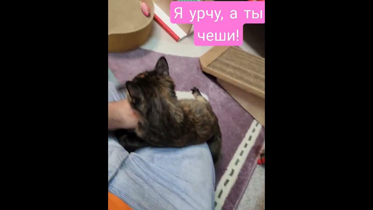 урчалка ласкучая #cat #котёнок #murr #котятаищутдом #котенокурчит - YouTube