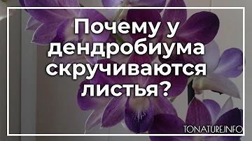 Почему у дендробиума скручиваются листья? | toNature.Info