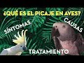 ¿QUÉ ES Y CÓMO TRATAR EL PICAJE? Causas y consecuencias.