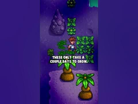 What’s the best place to farm fiber in Stardew Valley?