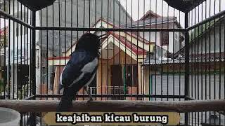 Beginilah!!! SUARA KHAS Kacer jantan memanggil BETINA