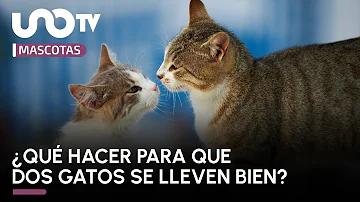 ¿Cómo hacer que dos gatos machos se aceptan?