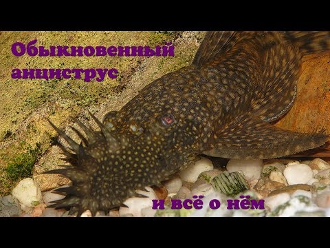 Обыкновенный анциструс и всё о нем