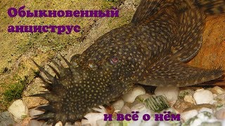 Обыкновенный анциструс и всё о нем