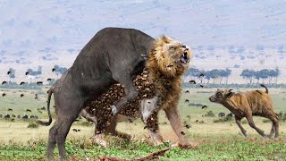 Mother Buffalo Knocked Out The Male Lion To Save His Newborn | Synthesize The Lion&#39;s Failed Hunting