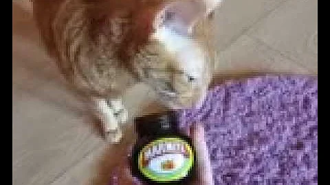 Watch the video about Cornish rex cat loves marmite