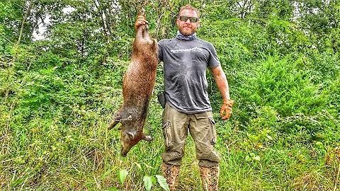 Using Cellular Trail Cameras to Track Down Wild Pigs!