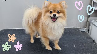WHAT A LOVELY POMERANIAN !!! ❤DOG GROOMING TRANSFORMATION