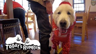新しいカッパの採寸へ行ったルンルンとアランです　Great Pyrenees　グレートピレニーズ