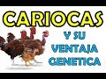 pirocas, cariocas, gallinas de campo con ventaja genetica -piroca