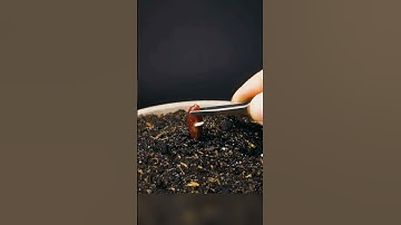 Growing cycle of date palm looks so awsm 😍🪴 #timelapse #shorts #viral #reels