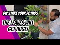 DIY on staking your Pothos AKA Telefono Planta in Spanish! With Jc Frias