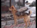 Бруно - уникальная собака в поисках счастья!.wmv