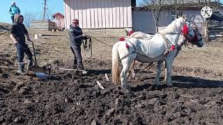 КОНІ В РОБОТІ/ ВЧИМО ГОРДУ ОРАТИ/КОНІ В УКРАЇНІ