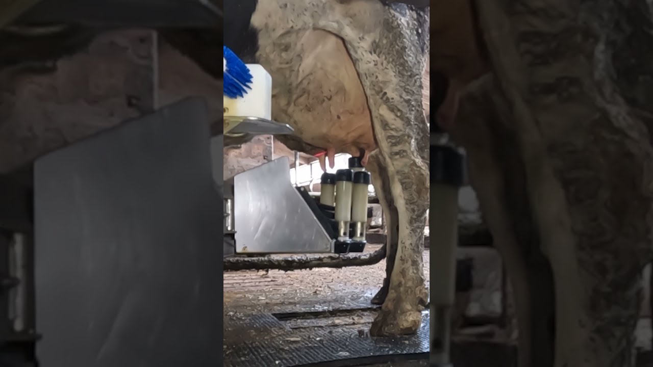 Fullwood JOZ Merlin M2 Milking Robot
