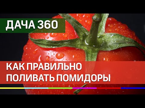 Правильно поливаем помидоры - ДАЧА 360