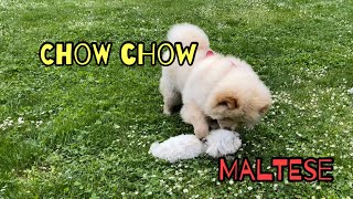 Chow Chow puppy plays with Maltese puppy: the funniest game by Maltese story 39 views 1 year ago 2 minutes, 2 seconds